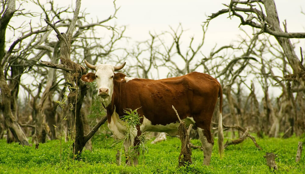 El comercio exterior con Europa “libre de deforestación” tendrá un capítulo especial en Agronea