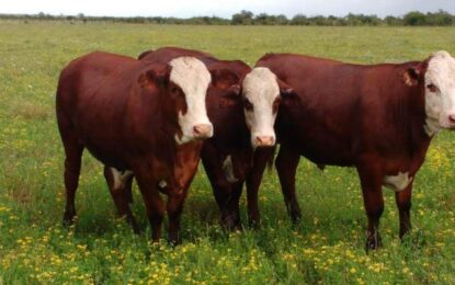 Desde Corrientes, un GPS ganadero marca el camino para ser más eficiente con la carga animal