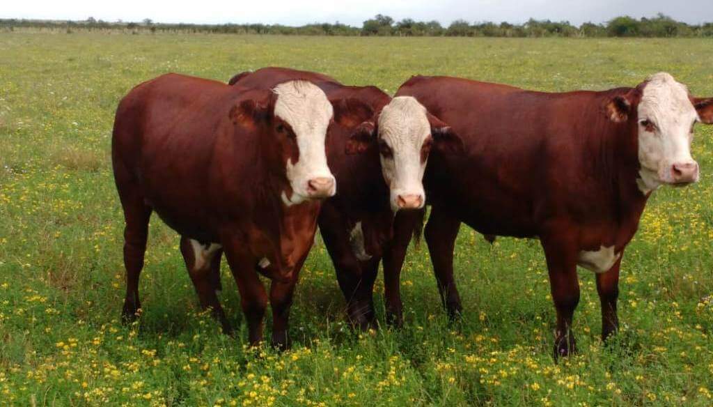 Desde Corrientes, un GPS ganadero marca el camino para ser más eficiente con la carga animal