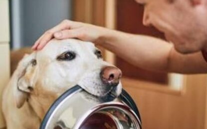 Hay que consultar más al veterinario: advierten por una baja tasa de medicalización de las mascotas