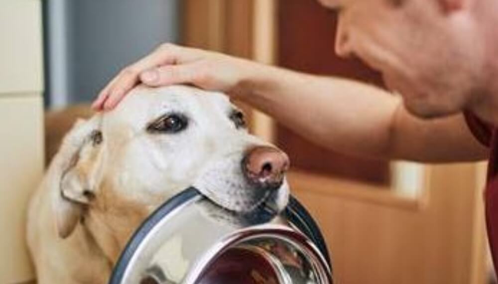 Hay que consultar más al veterinario: advierten por una baja tasa de medicalización de las mascotas