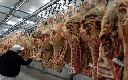 Hay que pasar el invierno: los frigoríficos exportadores comenzaron a acumular novillos