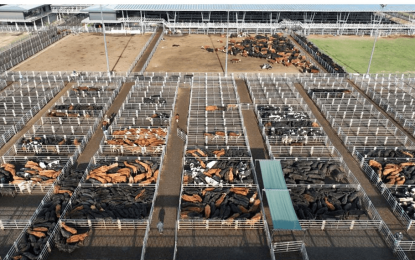 Hacienda: hubo subas en Cañuelas y afirman que los precios están encontrando un “nuevo equilibrio”