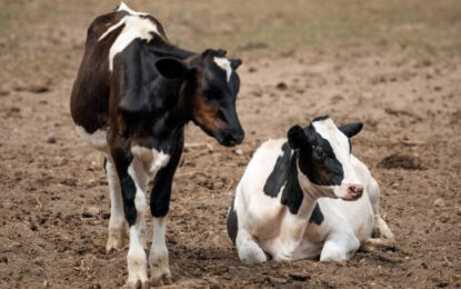 Tristeza bovina: el INTA desarrolló un test rápido de diagnóstico que ayuda a disminuir la mortandad