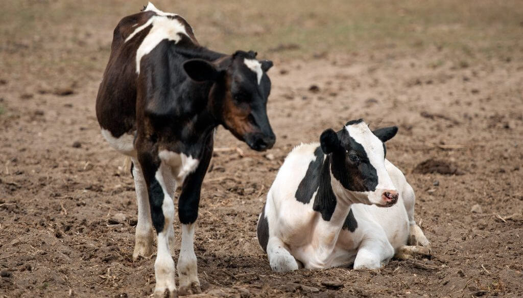 Tristeza bovina: el INTA desarrolló un test rápido de diagnóstico que ayuda a disminuir la mortandad