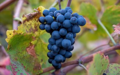 ¿Se agranda la familia del vino tinto?: el Gobierno busca darle impulso a una nueva variedad