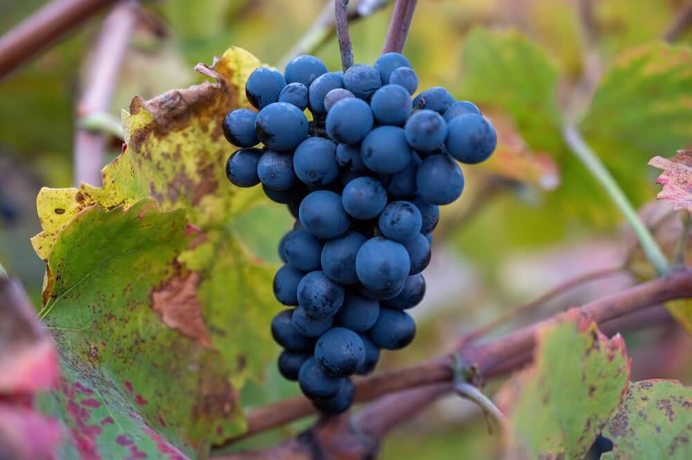 ¿Se agranda la familia del vino tinto?: el Gobierno busca darle impulso a una nueva variedad