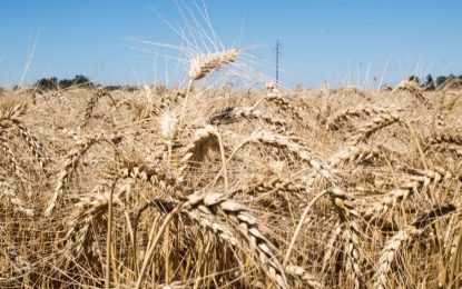 Control biológico en trigo: los microorganismos, un importante refuerzo para ganarles a los patógenos