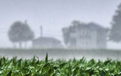 BCR: expectativa por la llegada de lluvias para reactivar el crecimiento del trigo
