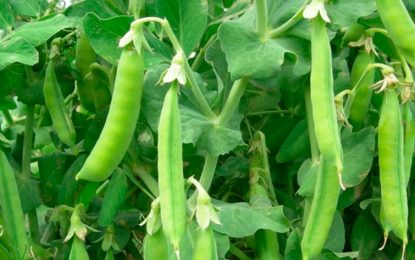 Poroto: un cultivo de especialidad que supera techos de rendimiento de la nutrición