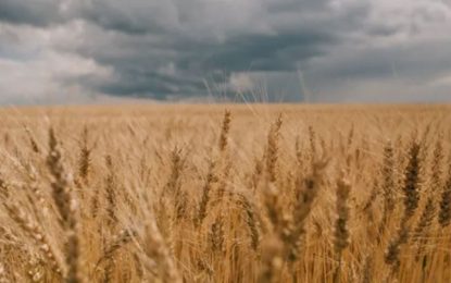 Cae por debajo del 50% las probabilidades de otra Niña para abril 2025