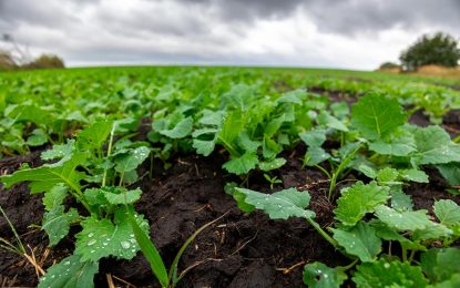 Las estrategias para los cultivos de invierno