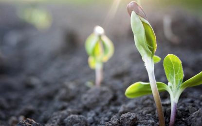 Día de la Agricultura Nacional: Argentina homenajea a su motor productivo y económico