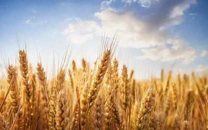 El trigo tolerante a la sequía cumplió el sueño americano