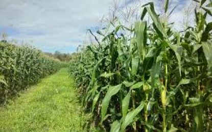 Avanza la siembra de maíz y girasol, aunque condicionada por la falta de humedad