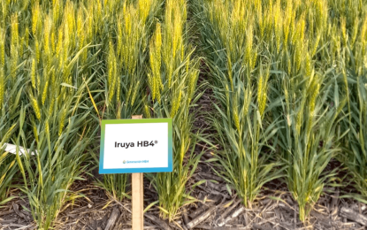 El Trigo HB4 logró la aprobación del USDA y se podrá sembrar también en Estados Unidos