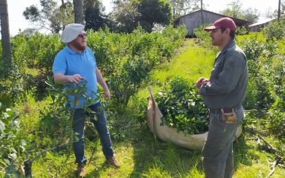 En Misiones, restauran la selva con el aporte productivo de la yerba mate