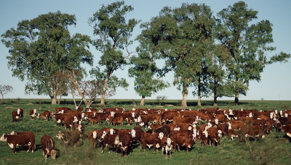 Pruebas pastoriles: el camino hacia una carne de mayor calidad
