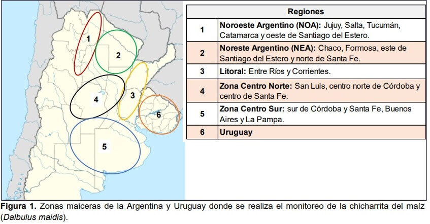 El clima está jugando en contra de la chicharrita, pero las lluvias son un llamado de atención