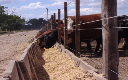 Con un ternero que empieza a escalar, se profundizan los números en rojo para los feedlots