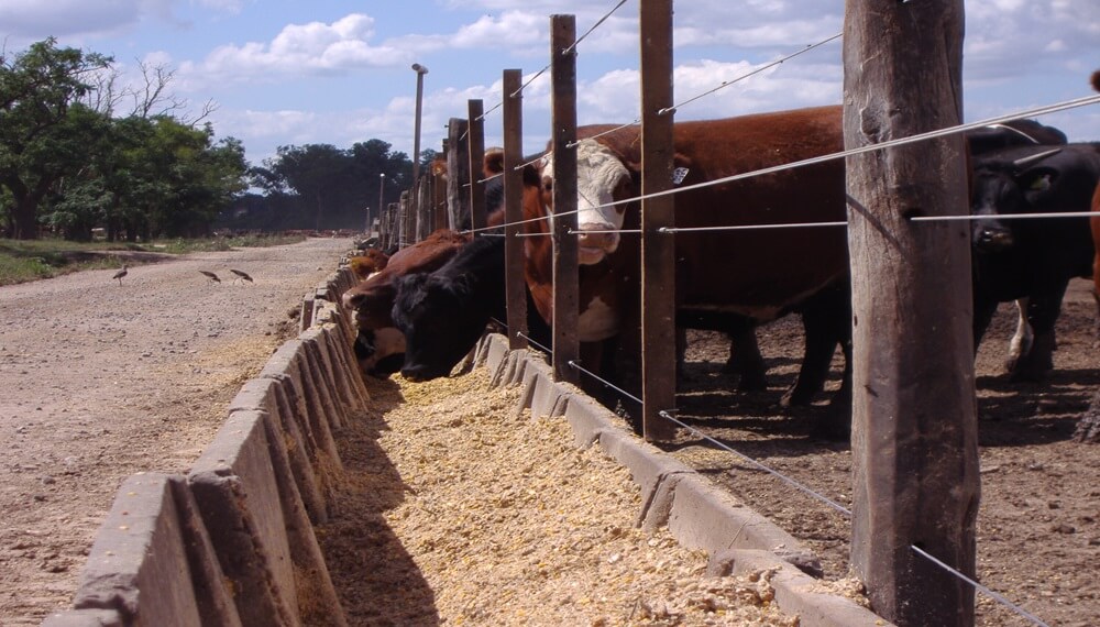 Con un ternero que empieza a escalar, se profundizan los números en rojo para los feedlots