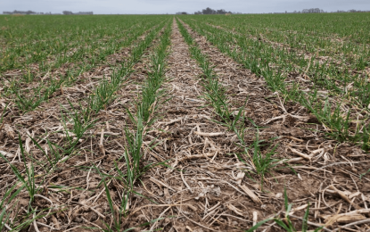 Oficina de Riesgo Agropecuario: “Es preocupante la situación de secamiento generalizado”