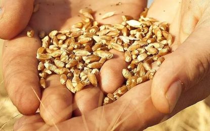 Mapa de calidad de semillas: el trigo y la cebada iniciaron su campaña con alto poder germinativo