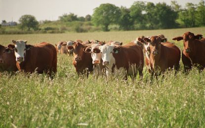Carne y sustentabilidad: una marca para conquistar el mundo