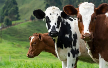 Salió a la cancha el warrant ganadero