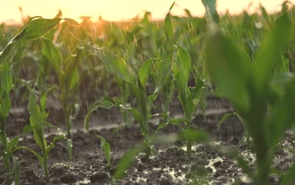 Llegó la lluvia pero no alcanzó: los cultivos de la Región Centro necesitan algo más de agua
