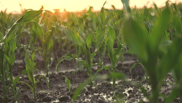 Llegó la lluvia pero no alcanzó: los cultivos de la Región Centro necesitan algo más de agua
