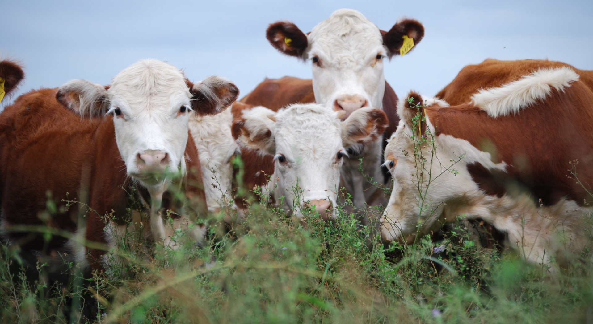 Las lluvias también cambiaron el ánimo de los productores ganaderos