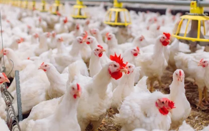 La gripe aviar 2023 es solo un mal recuerdo y crecen las exportaciones