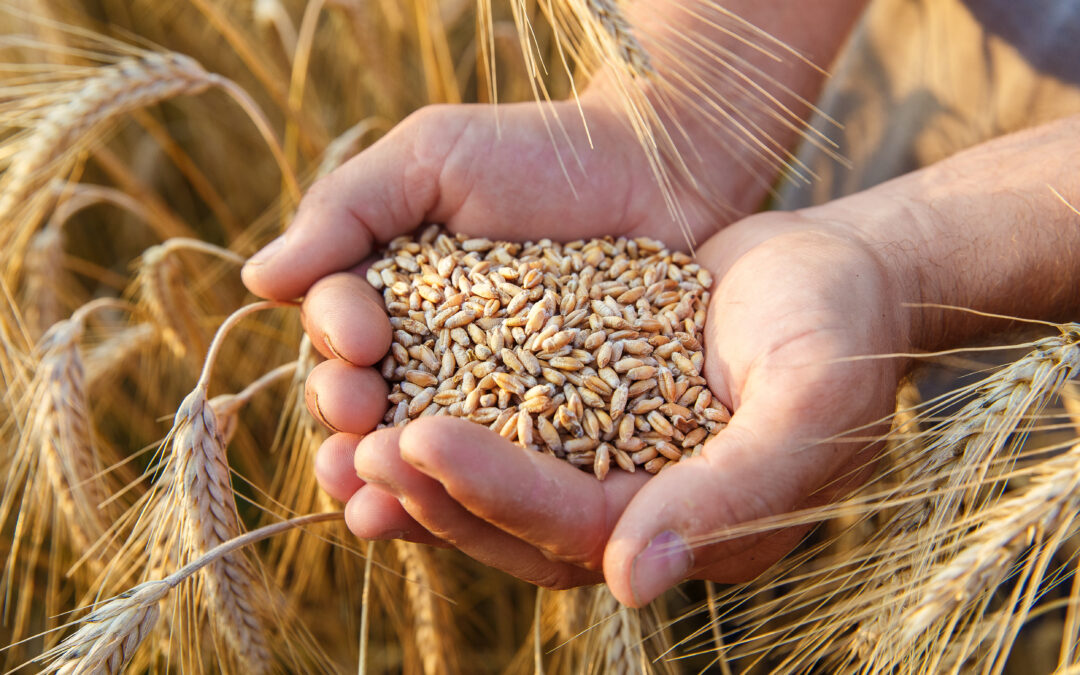 El trigo y la cebada serán protagonistas de Expocereales 2024