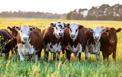 Ganadería: la cepa argentina modificada contra el herpesvirus trasciende fronteras