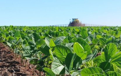 El Inta desarrolló dos nuevos cultivares de soja