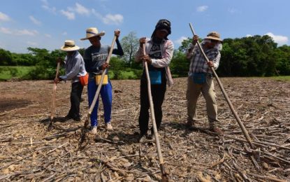 Comercio justo: soluciones para las dificultades que enfrentan los pequeños agricultores