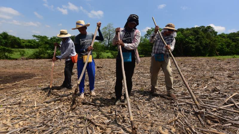 Comercio justo: soluciones para las dificultades que enfrentan los pequeños agricultores