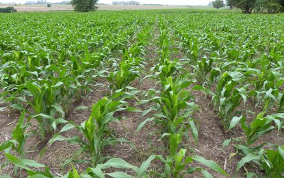 Casi la mitad del maíz temprano está en condición regular a malo por la falta de lluvias