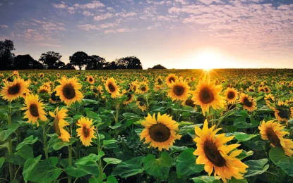Invitan a participar del remate del primer lote de girasol de la campaña 2024/2025