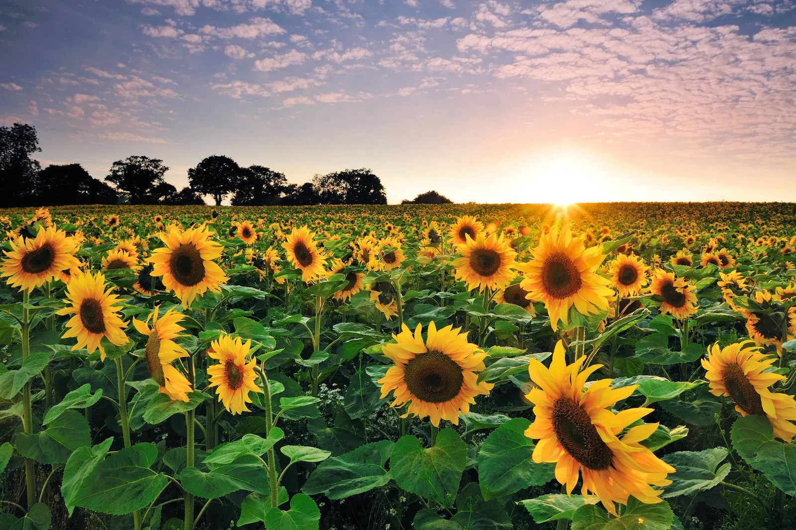 Invitan a participar del remate del primer lote de girasol de la campaña 2024/2025