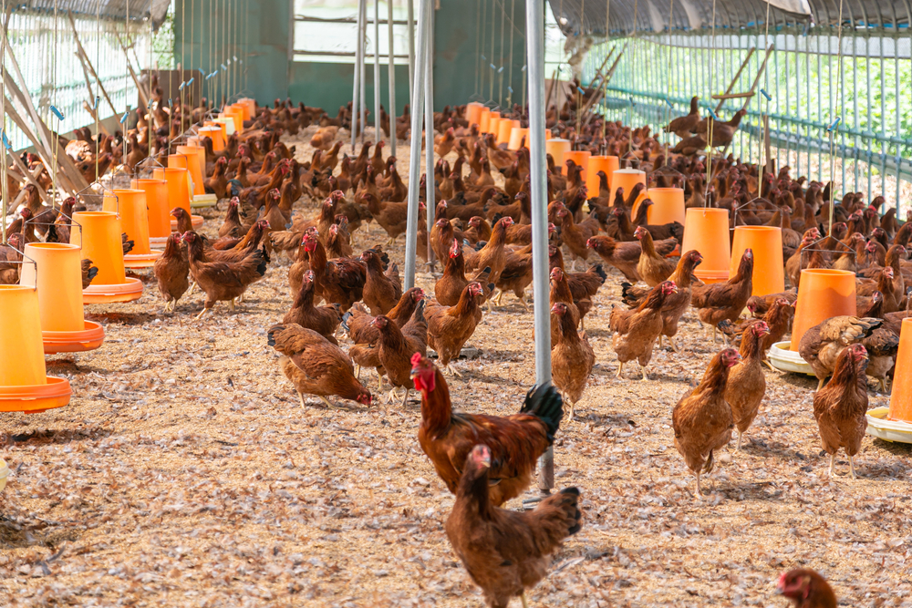 Biotecnología: aprueban más vacunas para aves y una nueva levadura que mejora el bioetanol