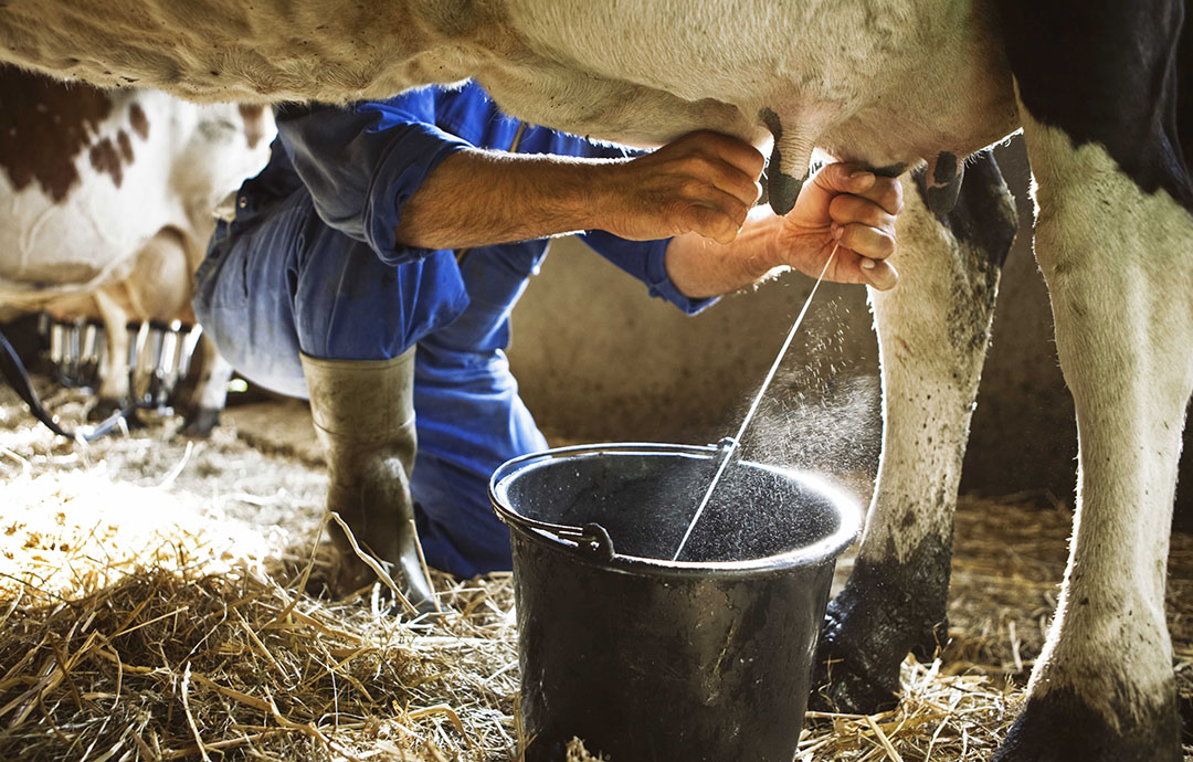 La producción de leche podría subir más de un 5% este año