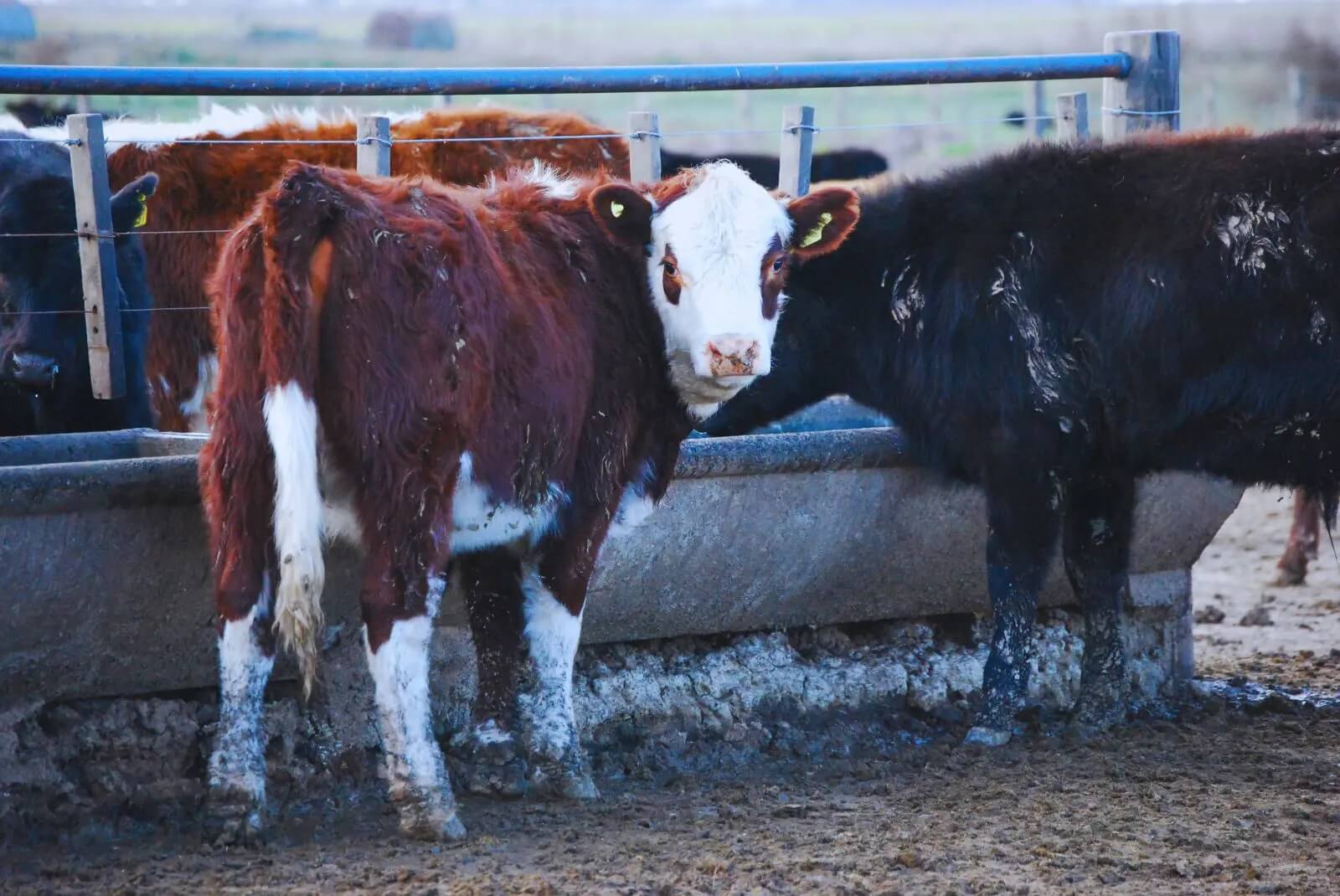 Temperaturas altas: las claves del INTA para mitigar el estrés en bovinos y lograr bienestar animal