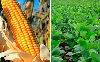 Alerta en el campo: bajan las estimaciones y habrá menos maíz y menos soja