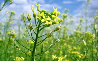 Camelina: nuevo actor en el agro pampeano