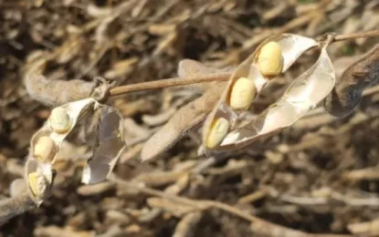 El aceite podría ser la clave para entender la firmeza y la volatilidad de la soja