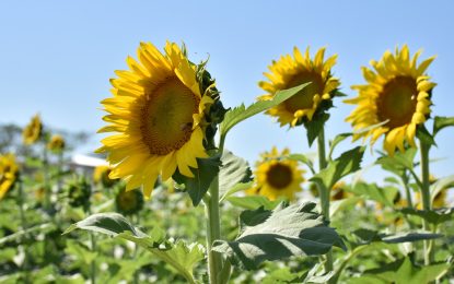 Avanza a buen ritmo la siembra de girasol y maíz temprano en el centro-norte de Santa Fe