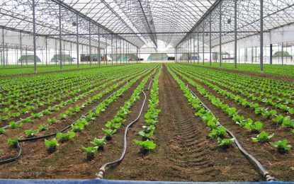 La IA llegó a la automatización de los sistema de riego para invernaderos