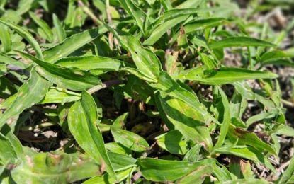 Una “flor” de maleza: otoño, momento clave para controlar a la commelina erecta